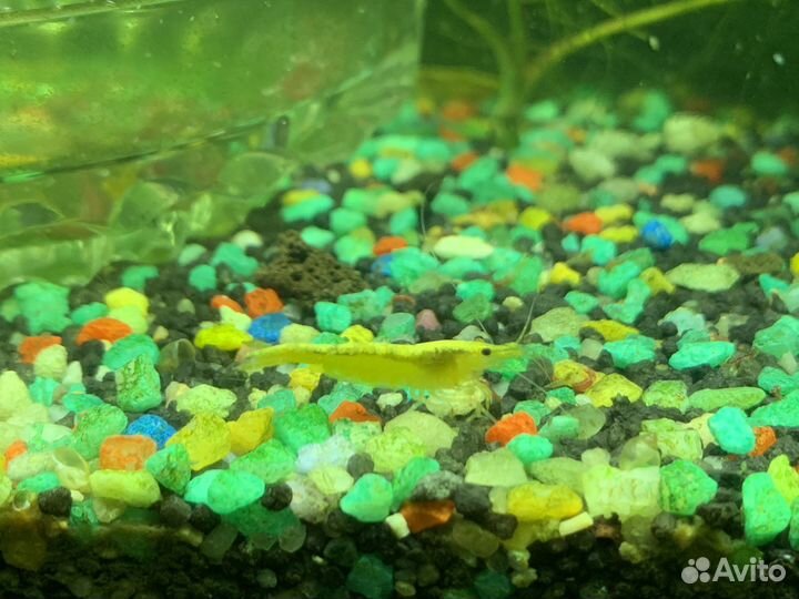 Жёлтые неоновые креветки