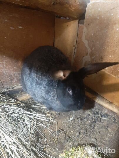 Кролики великаны