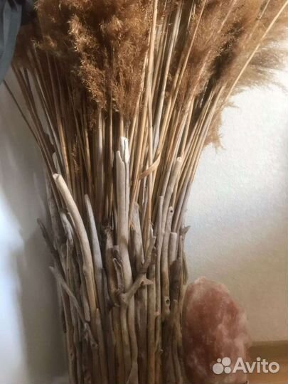 Пампасная трава, камыш