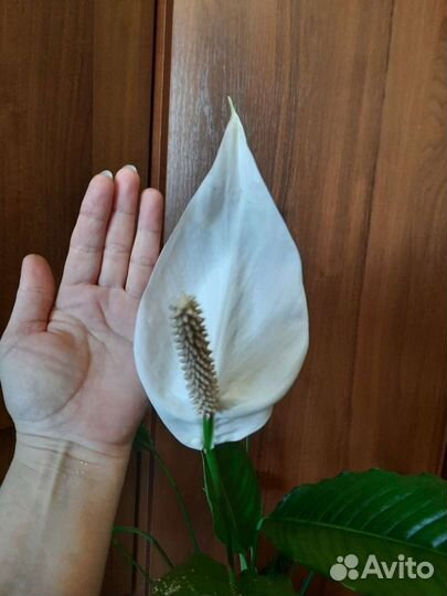 Спатифилум(женское счастье)