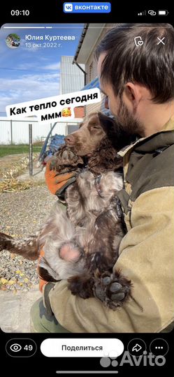 Спаниель ищет подружку