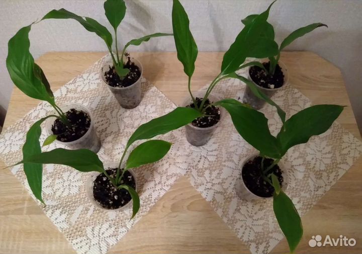 Комнатные цветы