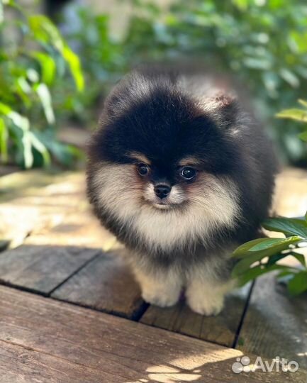 Померанский шпиц шикарная девочка