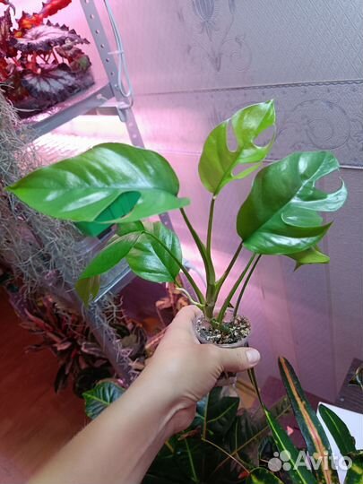 Ароидные 1. Отредактировано 30.09