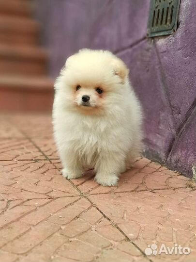 Кремовый мальчишка РКФ