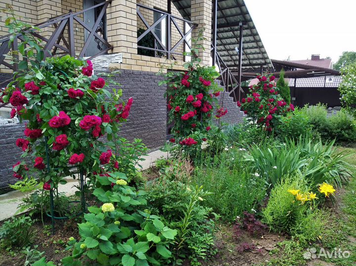 Многолетние растения из своего сада