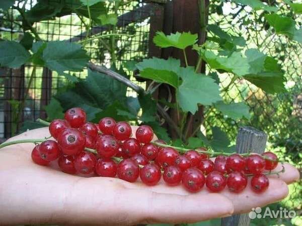 Смородина чёрная красная белая розовая