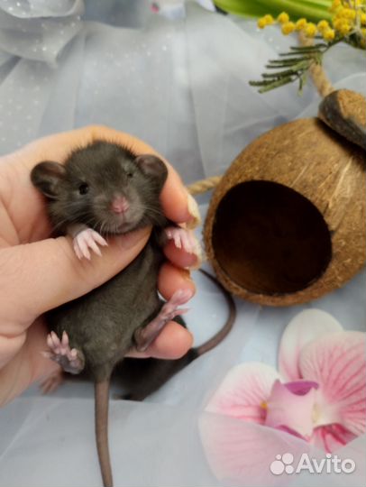 Крыса.крысята дамбо.черные гладенькие.клетки