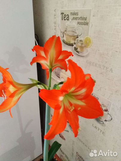 Комнатные цветы