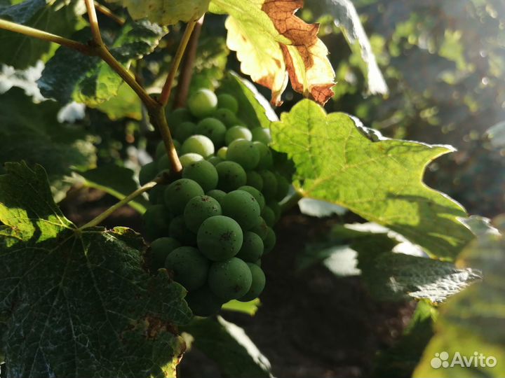 Саженцы винограда Рислинг для Рязанской области