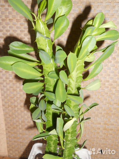 Молочай трехгранный