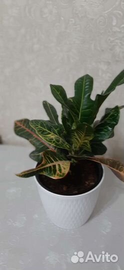 Кодиеум кротон