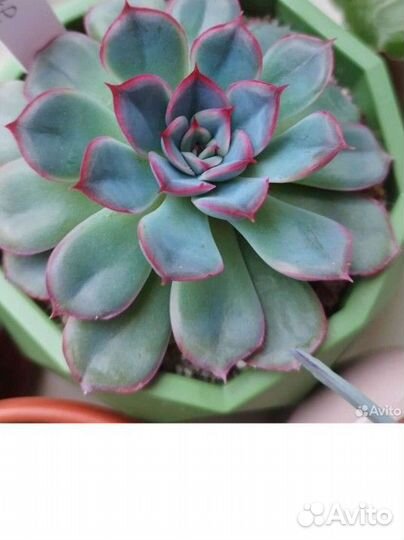 Суккуленты