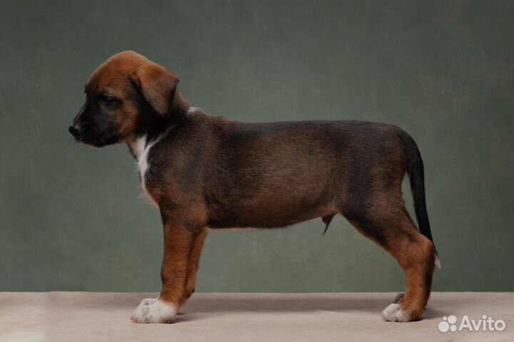 Щенок Ксолоитцкуинтли в шерсти