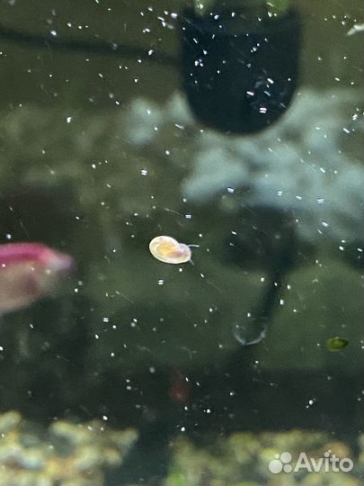 Улитки катушки