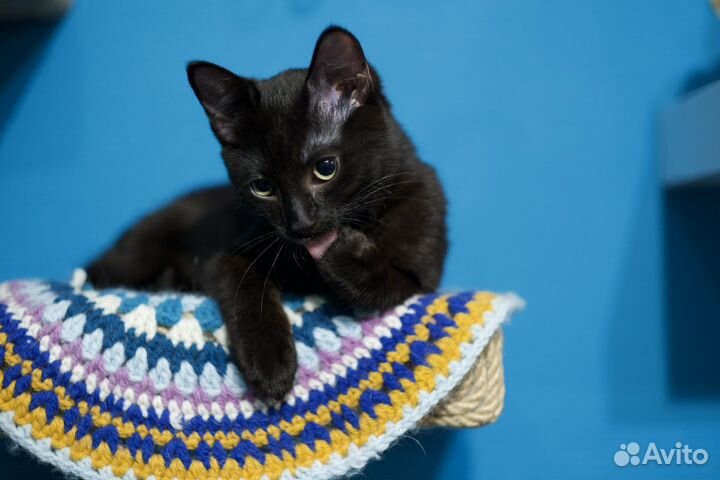 Малыш Шанель (котёнок, кот, 5 месяцев)