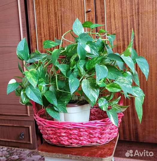 Комнатные растения