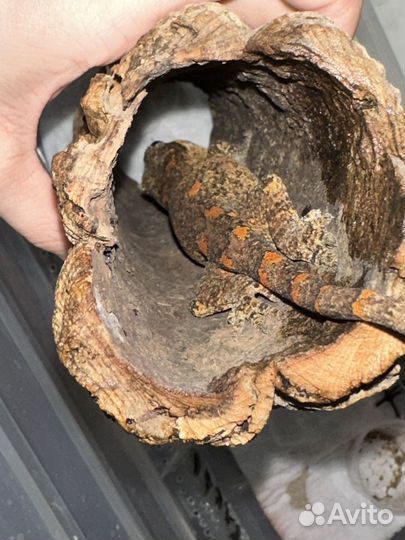 Ушастый бананоед