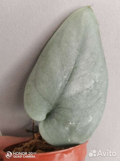 Сциндапсус Платинум Platinum )