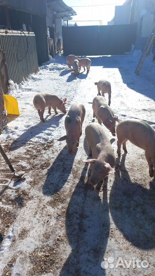 Поросята
