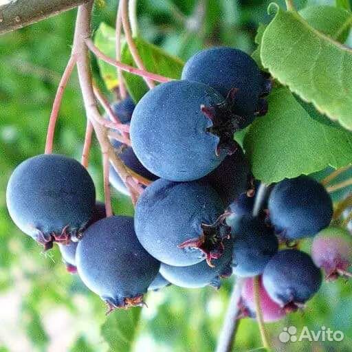 Саженцы и кустарники по всей России