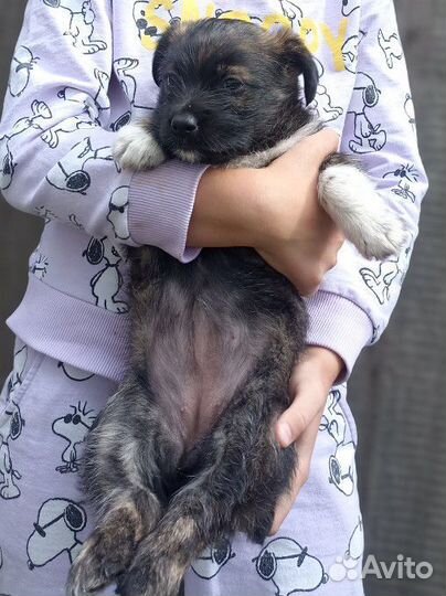 Щенки бесплатно