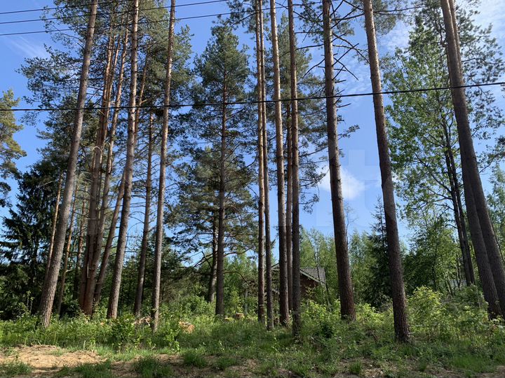 Участок 12,5 сот. (СНТ, ДНП)