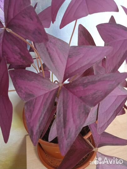 Кислица (клубни)