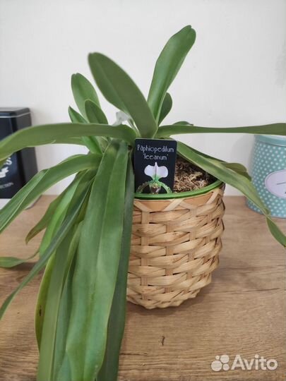 Орхидея башмачок пафиопедилум Лианнум