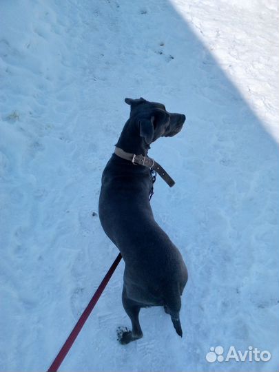 Отдам собаку в добрые руки