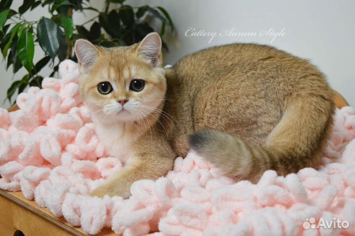 Шотландская девочка золотая шиншилла