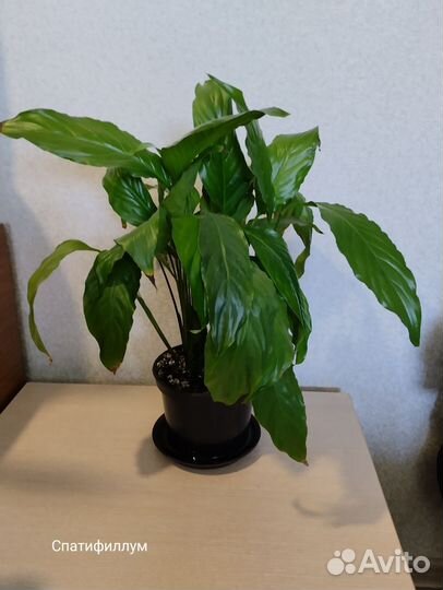 Спатифиллум