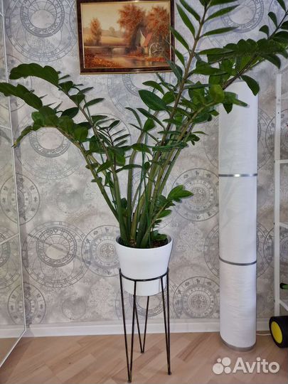 Замиокулькас