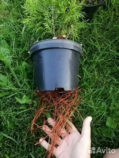 Туя Смарагд, туя Даника, лаванда