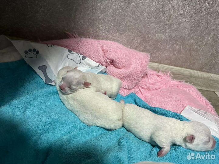 Щенки чихуахуа