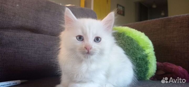 Просто котята