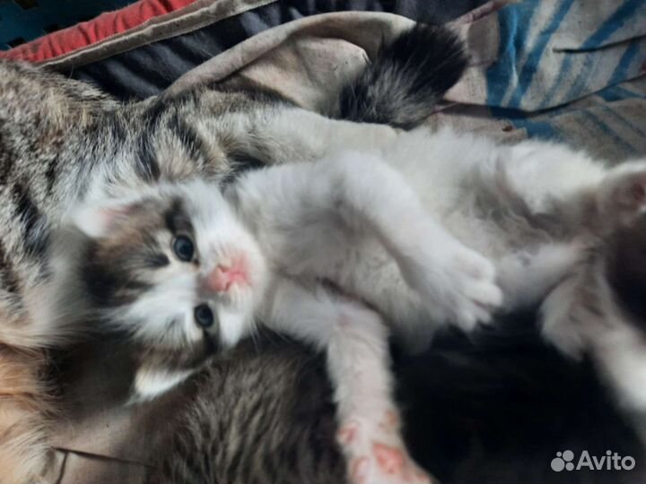 Котята в добрую семью