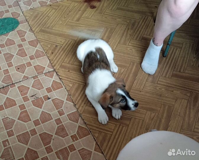 Собака в добрые руки отдам бесплатно