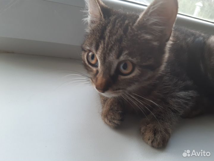 Отдам в добрые руки котика
