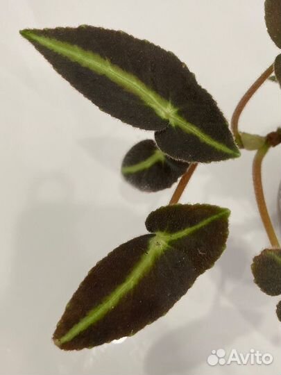 Бегонии сортовые