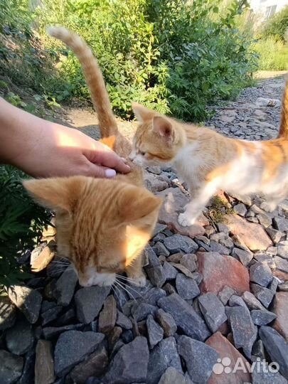 Два мальчика-рыжика