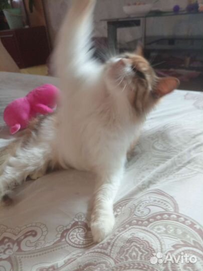 Кошка отдам