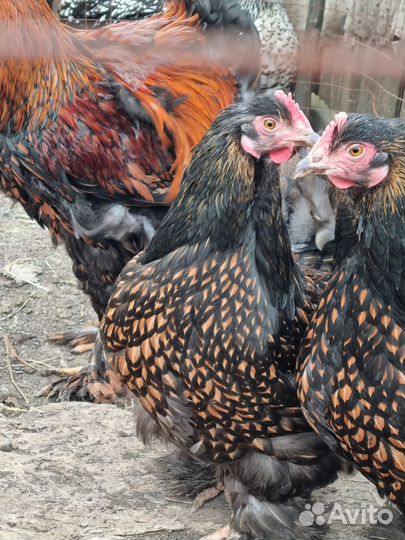 Куры кохенхин и брама