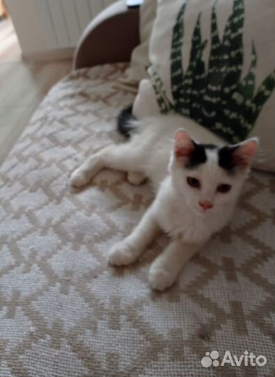 Кошка в дар бесплатно