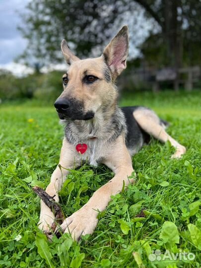 Собака в добрые руки