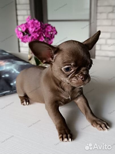 Щенки чихуахуа г/ш