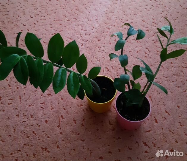 Замиокулькас