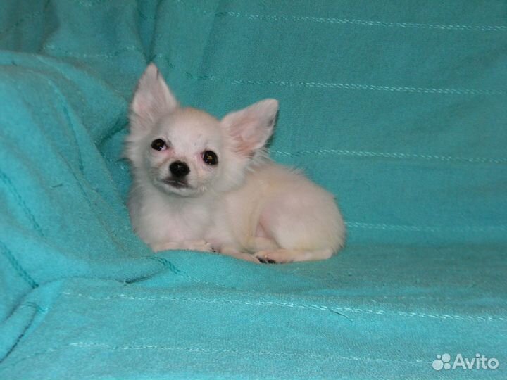 Мини чихуахуа девочка