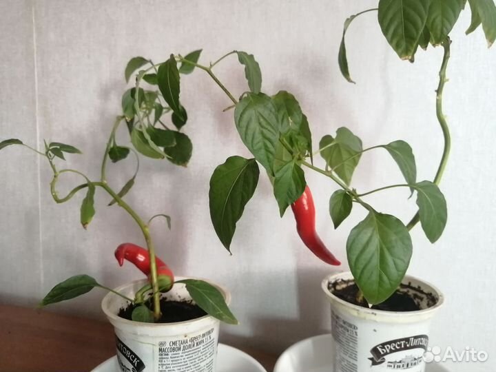 Комнатные цветы, перец острый