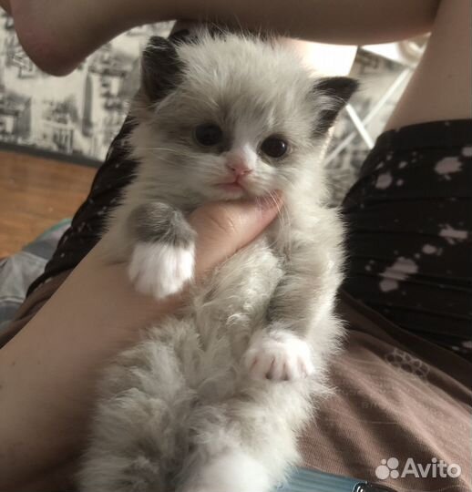 Котик
